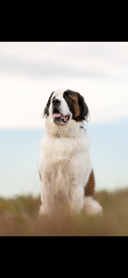 Entry image for Jasper. Clicking this image will show a larger photo