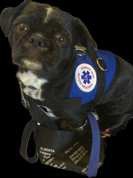 Entry image for Toby. Clicking this image will show a larger photo