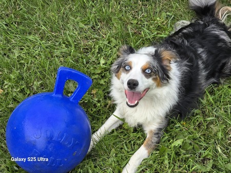 Entry image for Ozzy. Clicking this image will show a larger photo