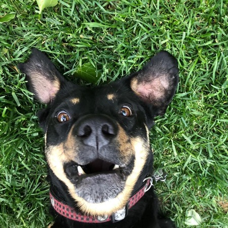 Entry image for Rocky. Clicking this image will show a larger photo