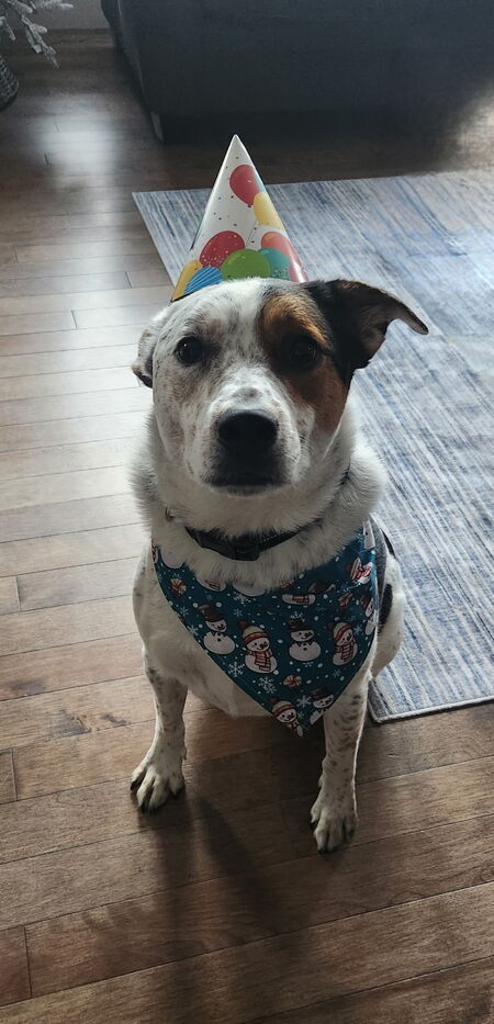 Entry image for Mickey . Clicking this image will show a larger photo