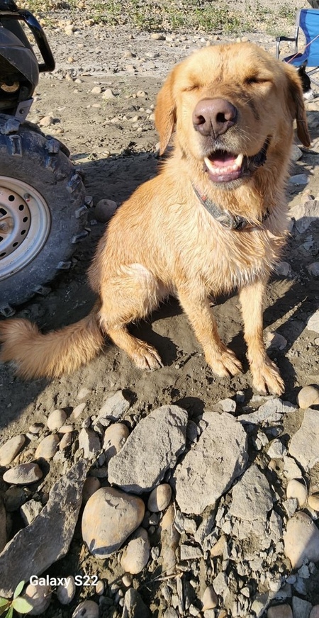 Entry image for Duke. Clicking this image will show a larger photo