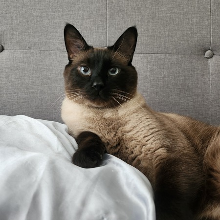 Entry image for Theo. Clicking this image will show a larger photo