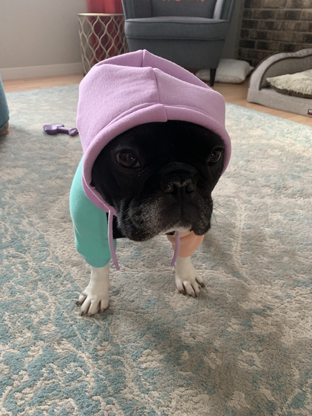 Entry image for Lola. Clicking this image will show a larger photo