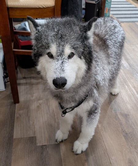 Entry image for Kima. Clicking this image will show a larger photo