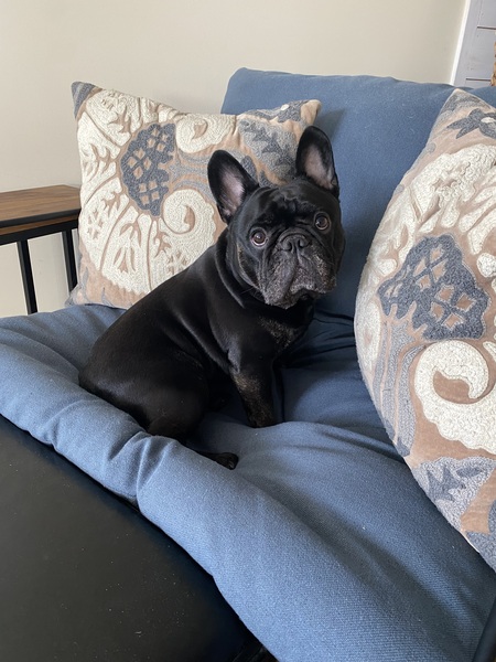 Entry image for Winston. Clicking this image will show a larger photo