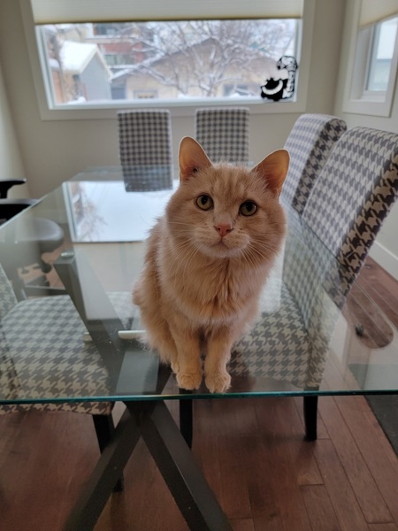 Entry image for Noodles . Clicking this image will show a larger photo