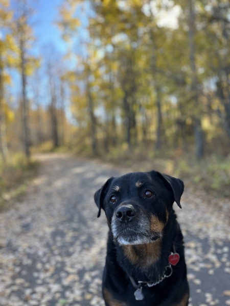 Entry image for Jaeger. Clicking this image will show a larger photo