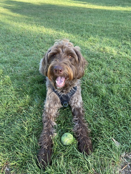 Entry image for Captain Morgan . Clicking this image will show a larger photo