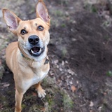 Entry image for Mr. Fox