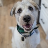 Entry image for Louie