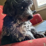 Entry image for Gordie