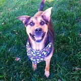 Entry image for Samson