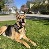 Entry image for Milo