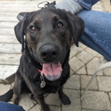 Entry image for Piper