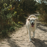 Entry image for Louie