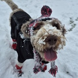 Entry image for Oscar 