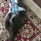 Entry image for Randy