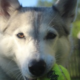 Entry image for Bailey 