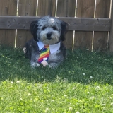 Entry image for Boomer