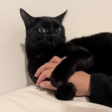 Entry image for Vesper