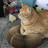 Entry image for Gizmo 