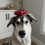 Entry image for Sage