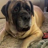 Entry image for Stella