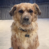 Entry image for Chester 