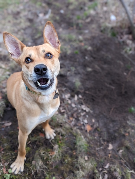 Entry image for Mr. Fox. Clicking this image will show a larger photo