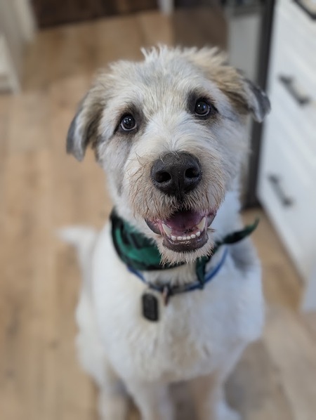 Entry image for Louie. Clicking this image will show a larger photo