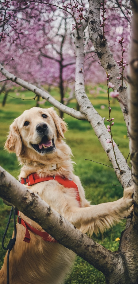 Entry image for Arthur . Clicking this image will show a larger photo