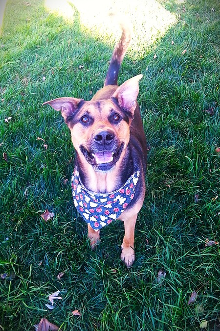 Entry image for Samson. Clicking this image will show a larger photo