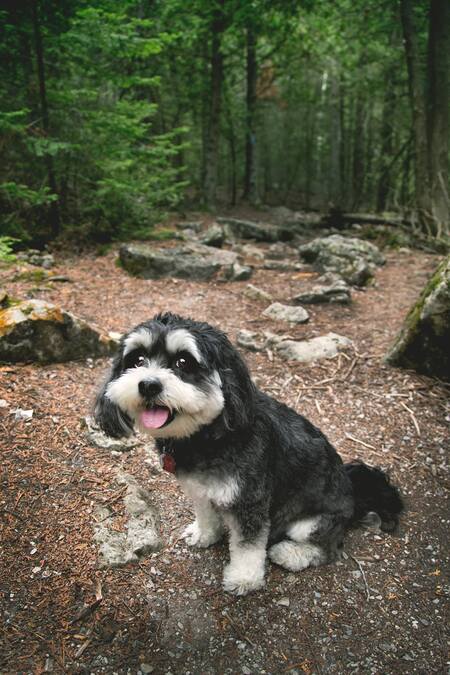 Entry image for Quinny. Clicking this image will show a larger photo