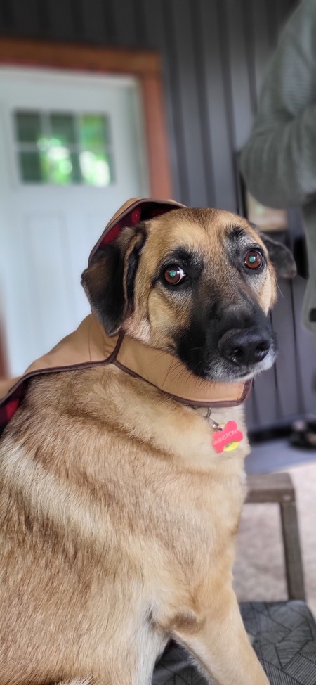 Entry image for Winston. Clicking this image will show a larger photo