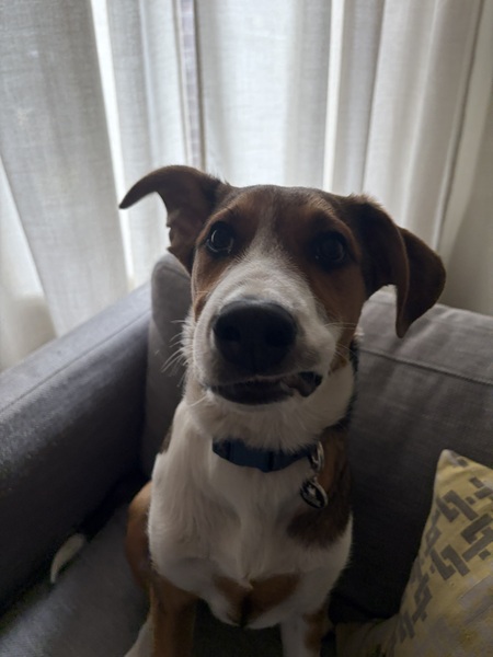 Entry image for Jett. Clicking this image will show a larger photo