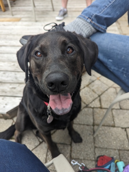 Entry image for Piper. Clicking this image will show a larger photo