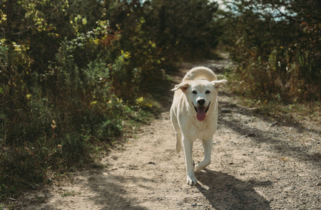 Entry image for Louie. Clicking this image will show a larger photo