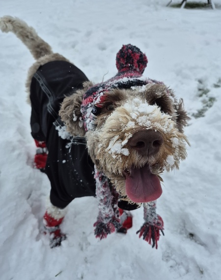 Entry image for Oscar . Clicking this image will show a larger photo