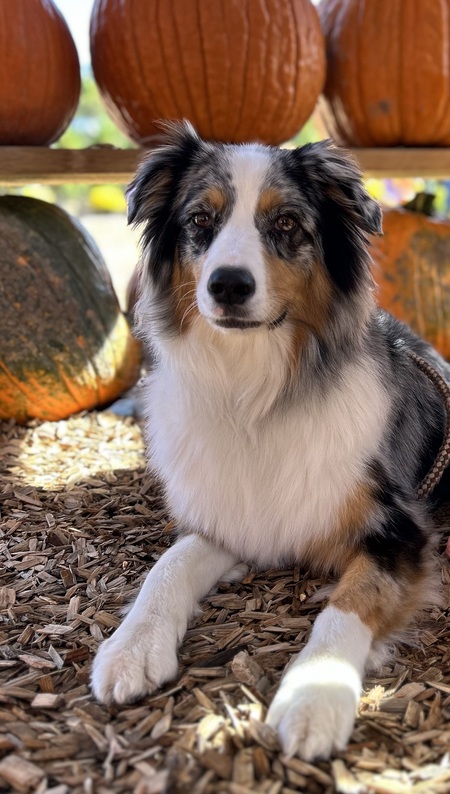 Entry image for Winnie. Clicking this image will show a larger photo