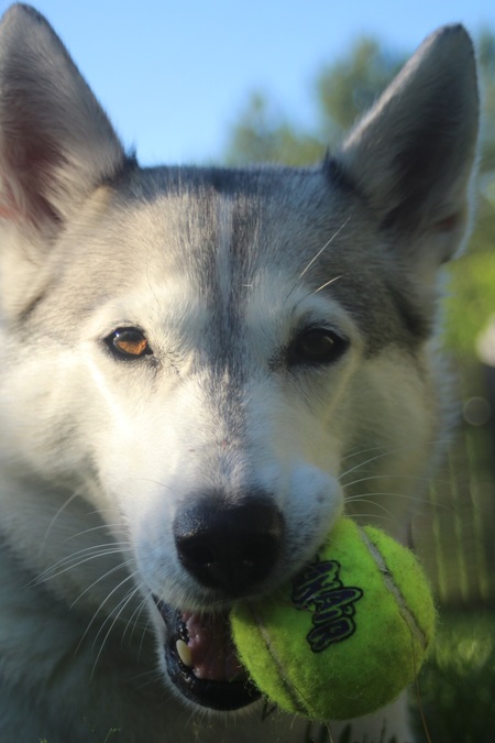 Entry image for Bailey . Clicking this image will show a larger photo