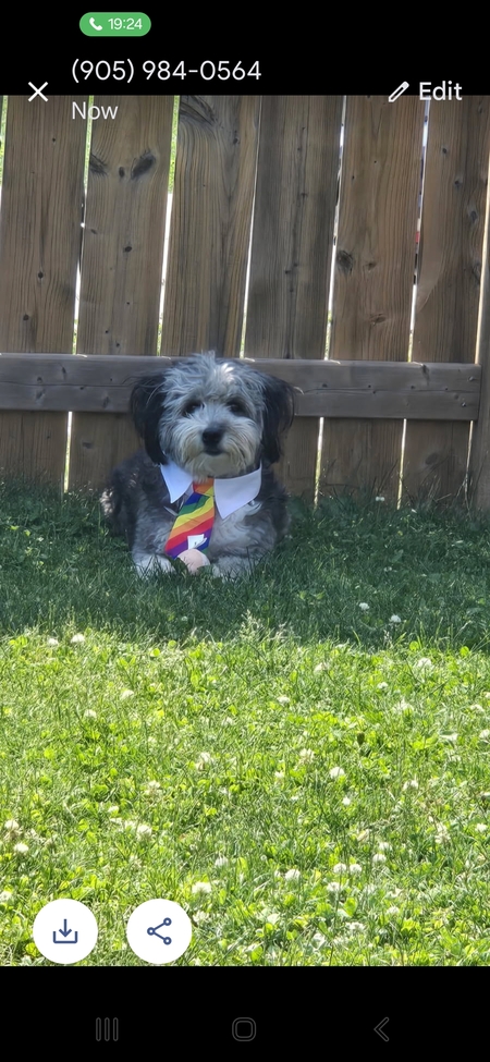 Entry image for Boomer. Clicking this image will show a larger photo