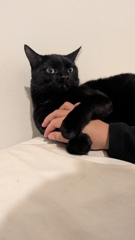 Entry image for Vesper. Clicking this image will show a larger photo