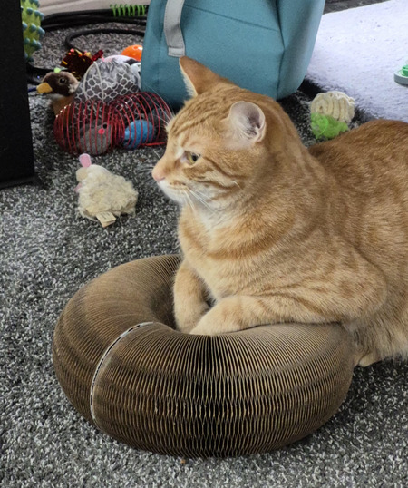 Entry image for Gizmo . Clicking this image will show a larger photo