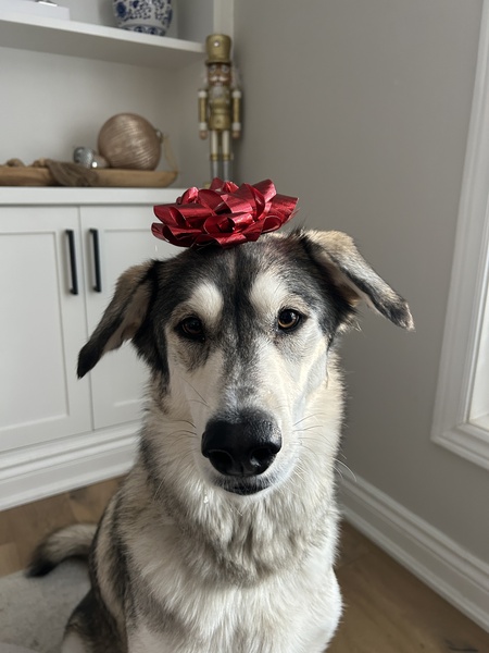 Entry image for Sage. Clicking this image will show a larger photo