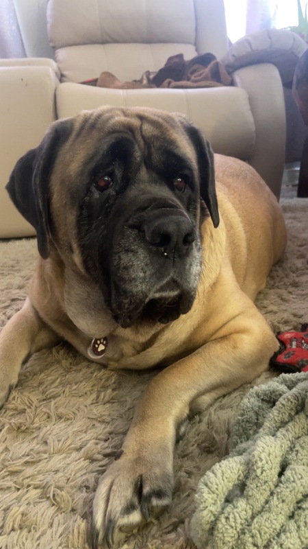 Entry image for Stella. Clicking this image will show a larger photo