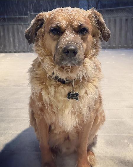 Entry image for Chester . Clicking this image will show a larger photo