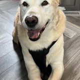 Entry image for Mullet