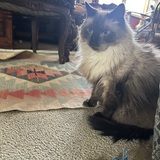 Entry image for Teddy