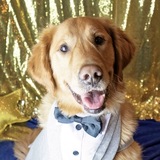 Entry image for Bowser